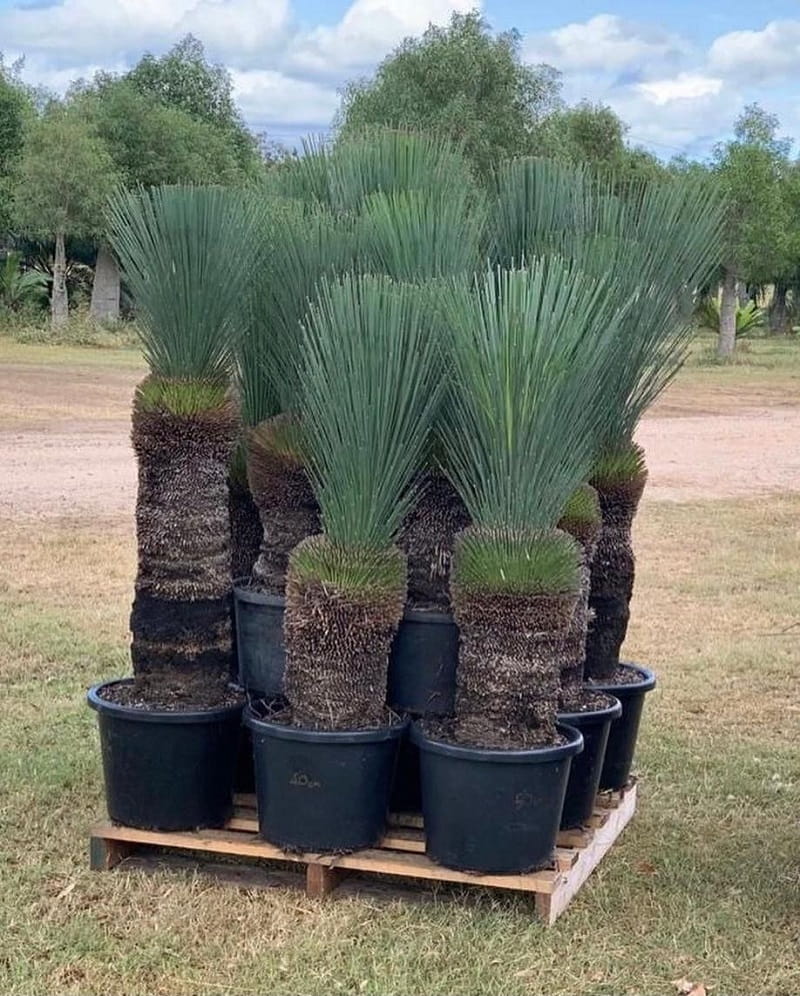 Xanthorrhoea Xanthorrhoea
