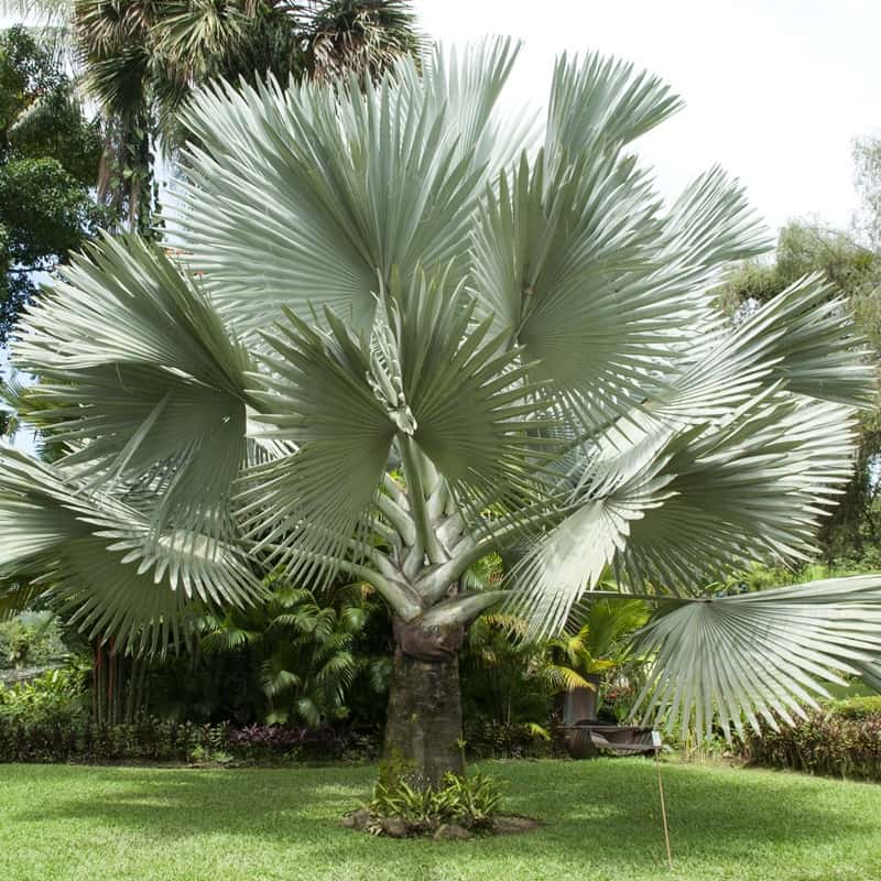 Bismarckia nobilis Bismarckia nobilis