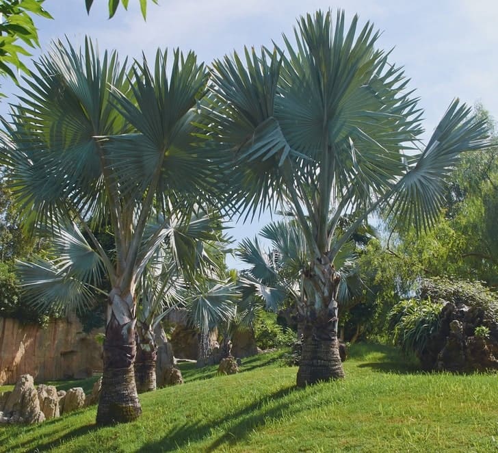 Brahea armata Brahea armata