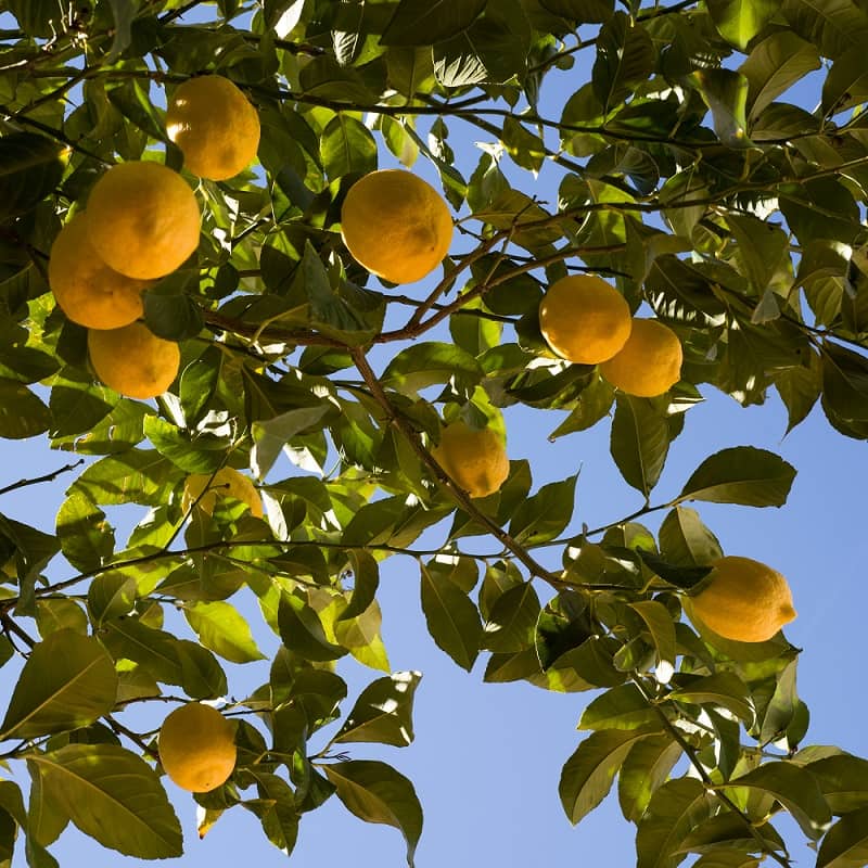 Citroenboom Citroenboom