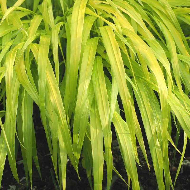 Hakonechloa Hakonechloa
