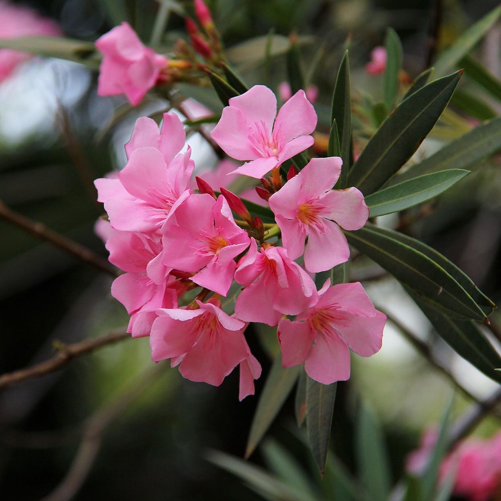 Nerium oleander Nerium oleander