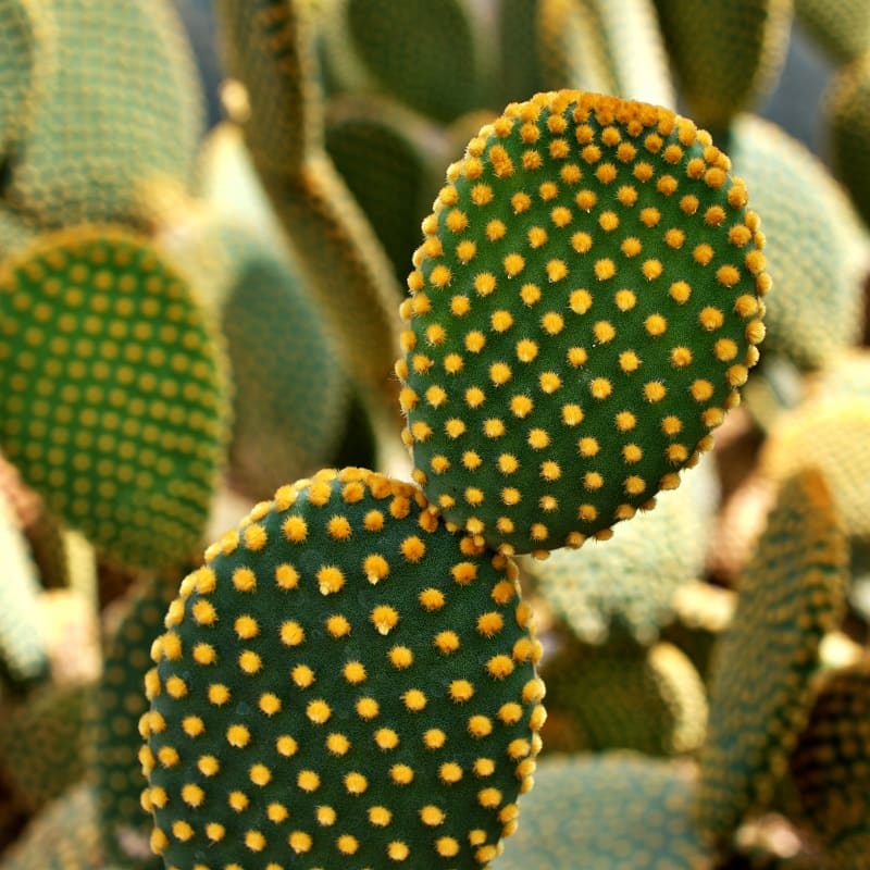 Opuntia Opuntia