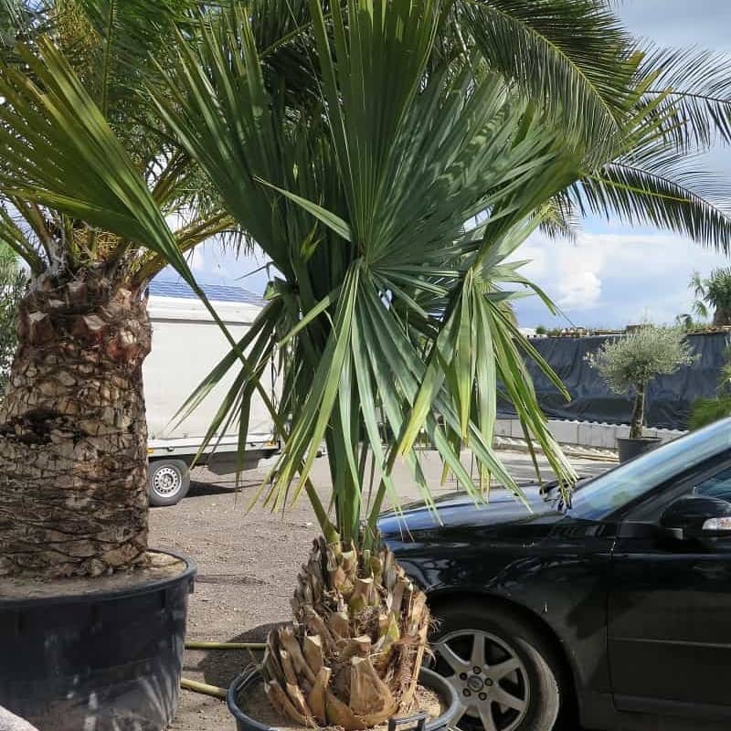 Sabal minor Sabal minor