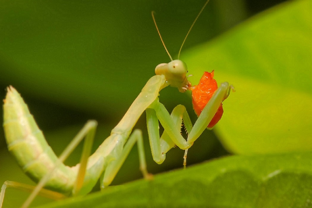 Pflanzenschutzmittel