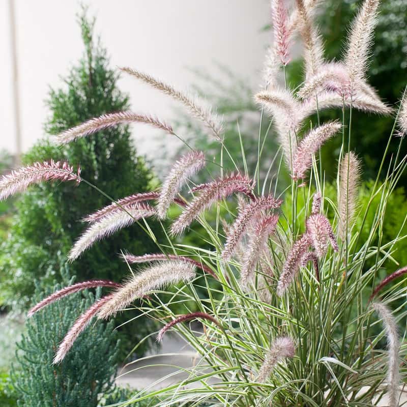 Pennisetum Pennisetum