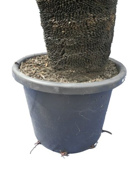 Epipremnum Pinnatum Global Green