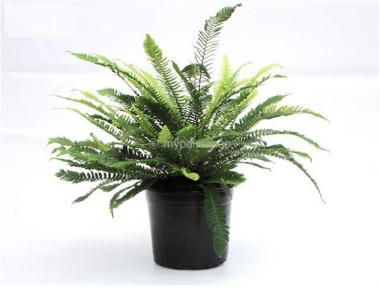 Hoya Krohniana Silver blad