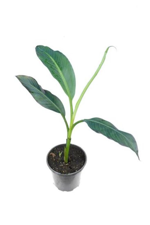 Syngonium Pink Splash