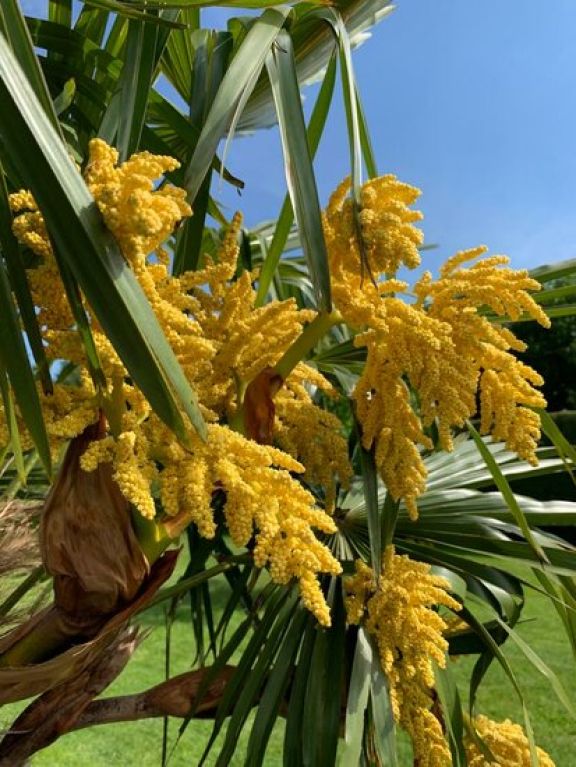 Scindapsus Treubii Dark plant