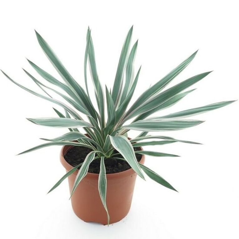 Syngonium Pink Splash