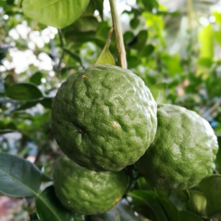 Alocasia Branchifolia Pink Passion blad