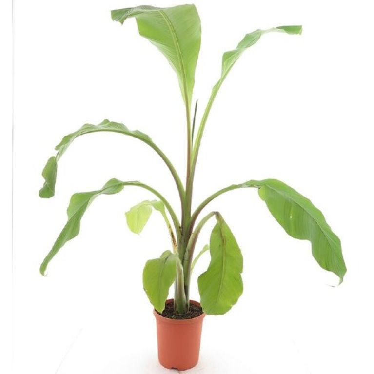 Monstera Siltepecana