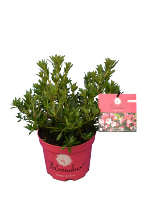 Epipremnum Pinnatum Global Green