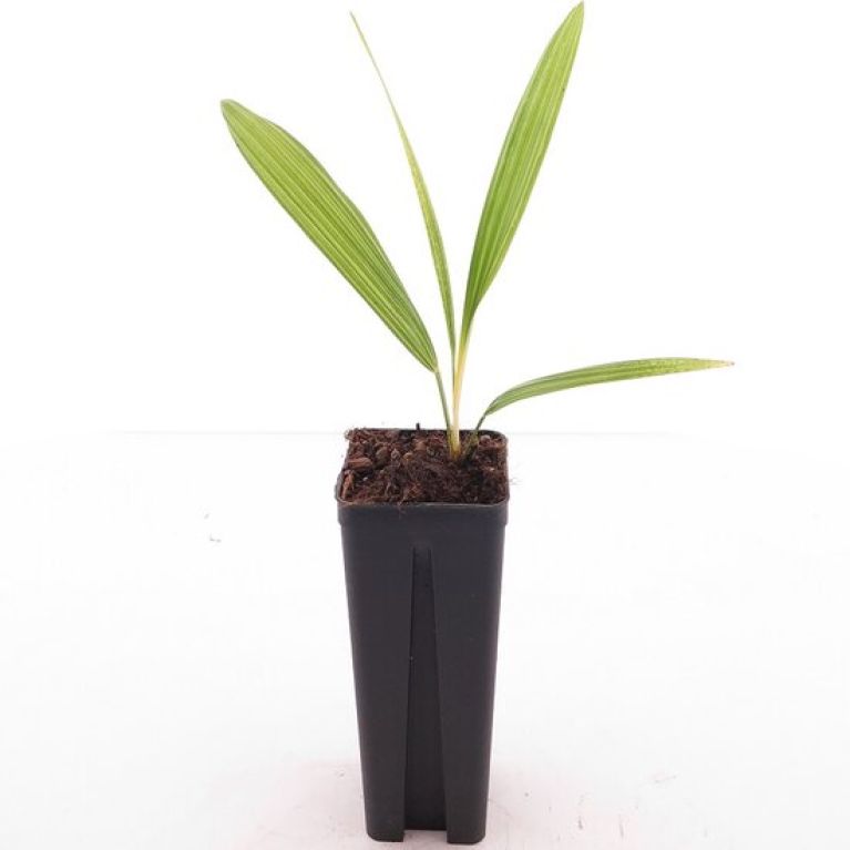 Monstera Siltepecana