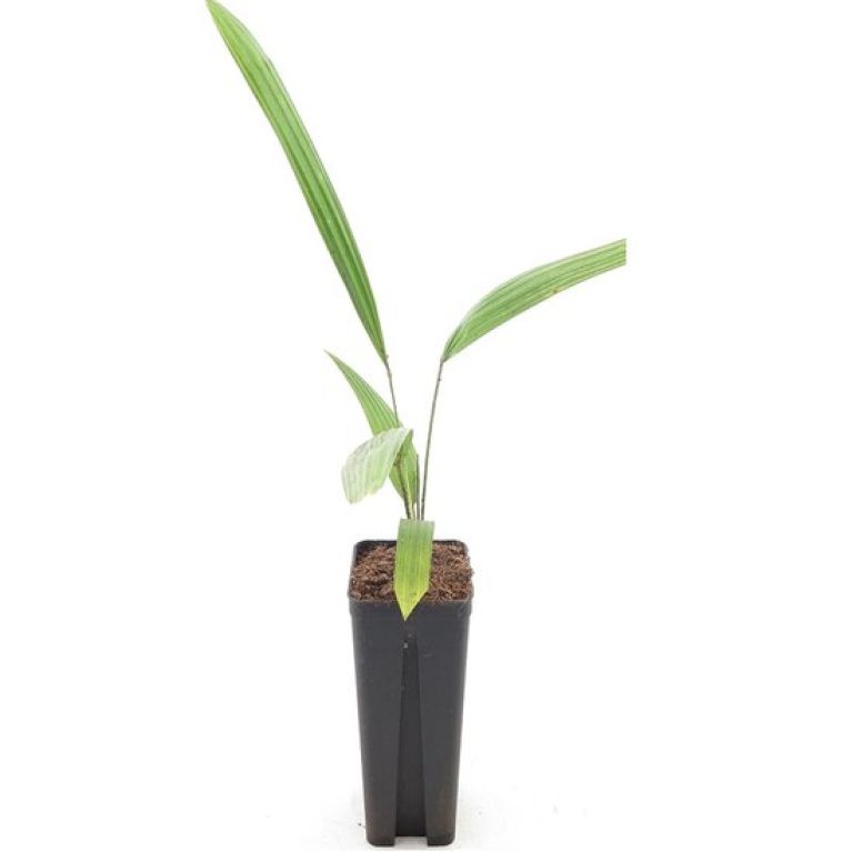 Anthurium Silver Blush