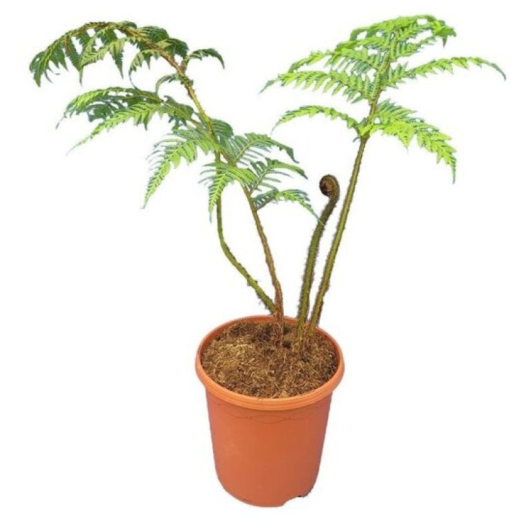 Epipremnum Pinnatum Global Green
