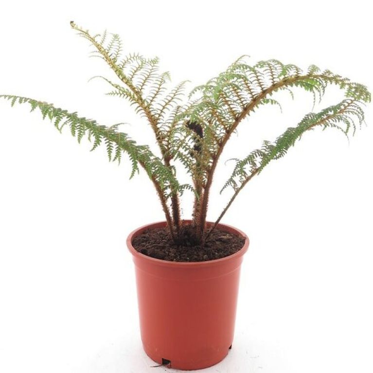 Syngonium Red Spot blad