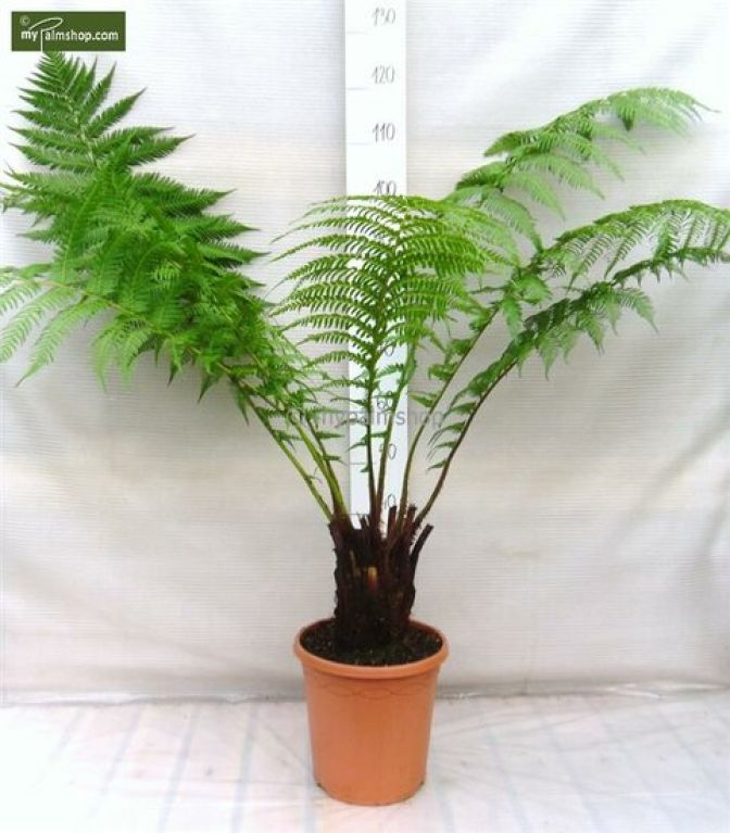 Alocasia Branchifolia Pink Passion blad