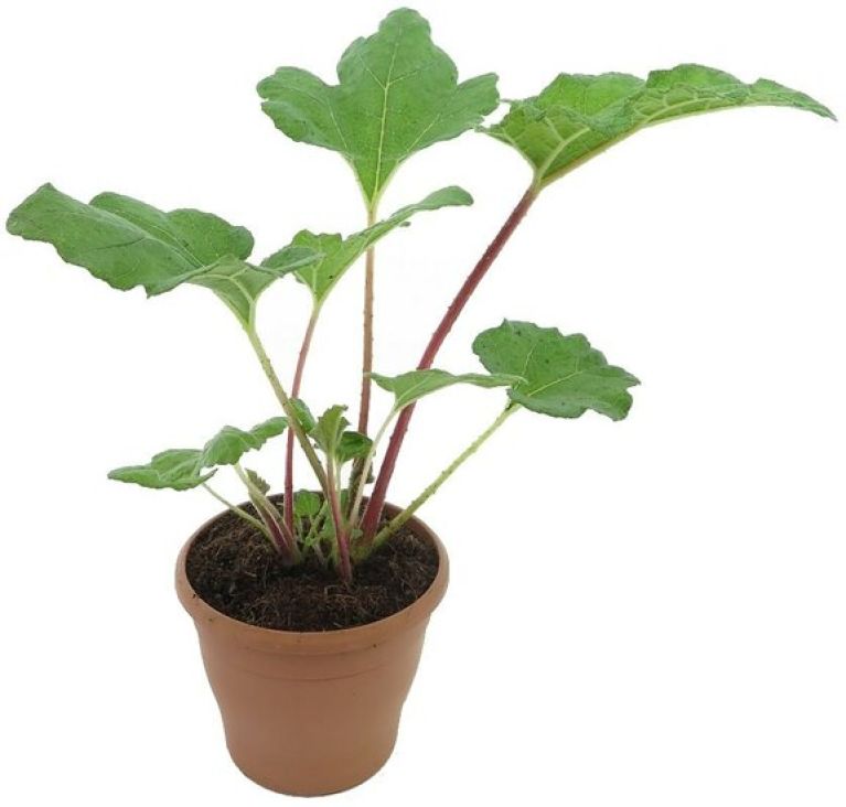 Alocasia Branchifolia Pink Passion blad