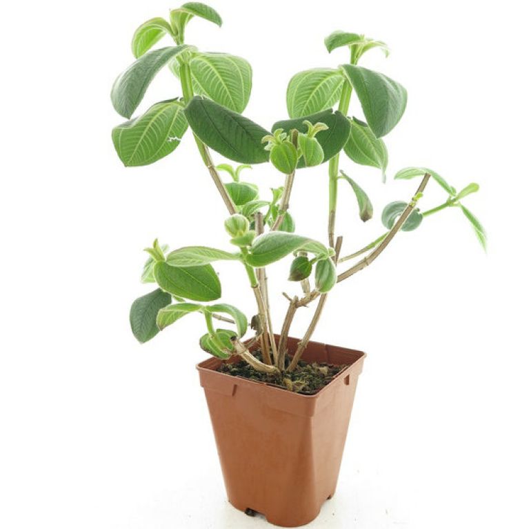 Epipremnum Pinnatum Global Green