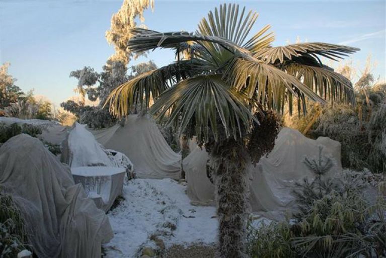 Alocasia Branchifolia Pink Passion blad