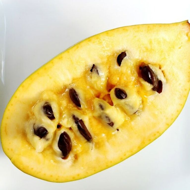 Scindapsus Treubii Dark