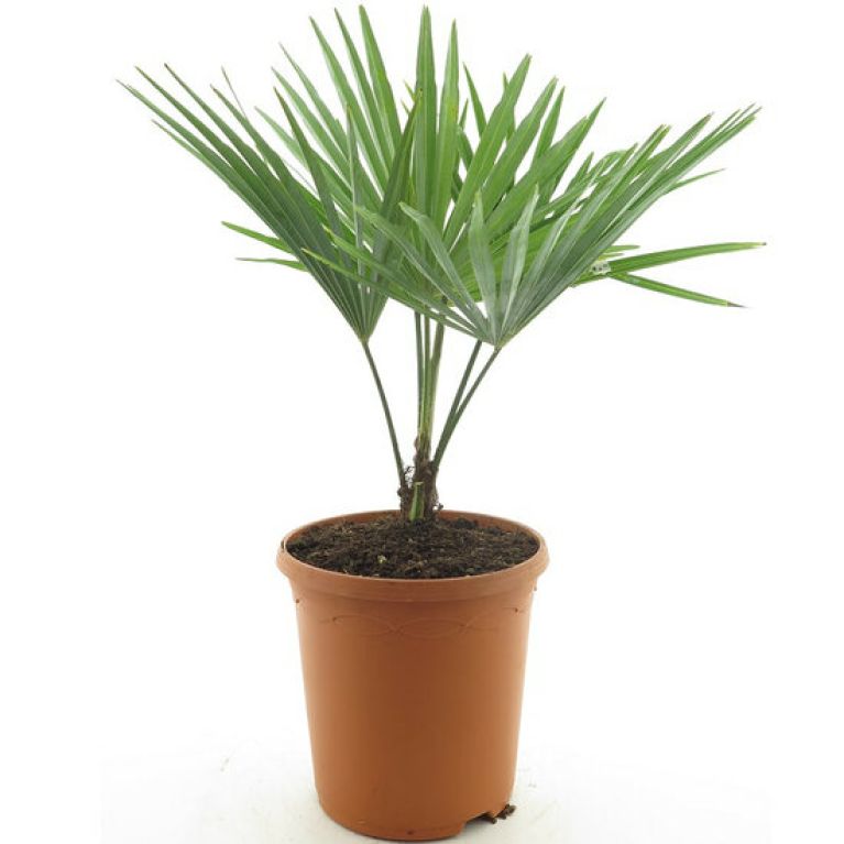 Scindapsus Treubii Dark