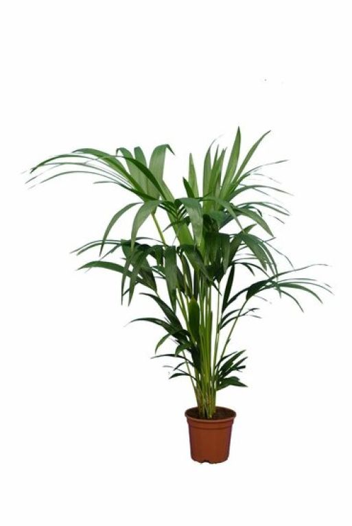 Syngonium Pink Splash