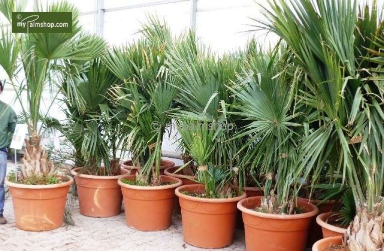 Syngonium Red Spot blad