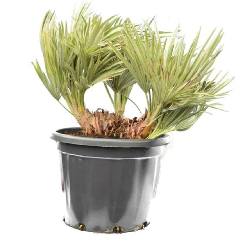 Syngonium Red Spot blad