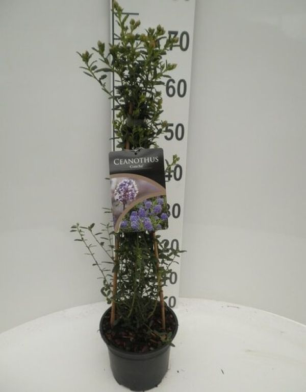 Alocasia Branchifolia Pink Passion blad