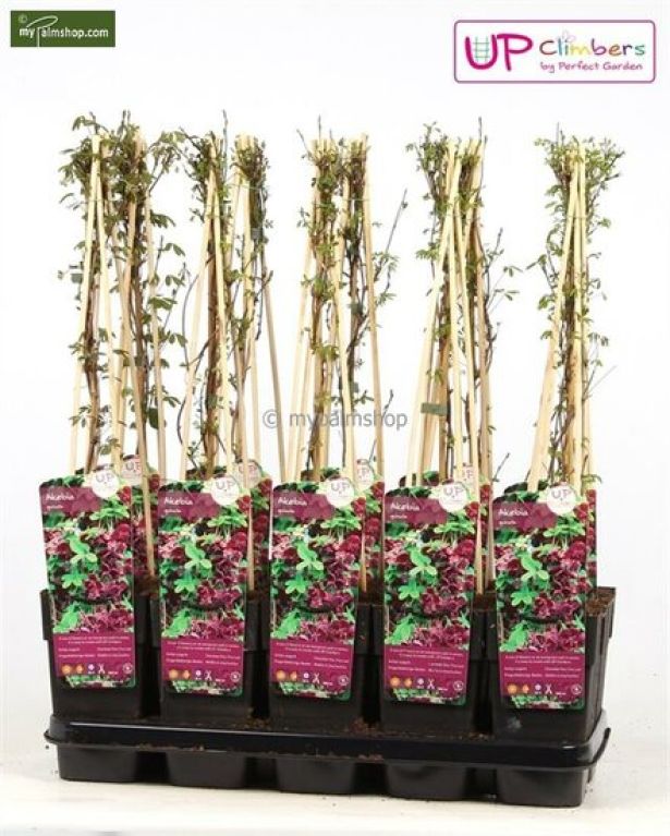 Alocasia Branchifolia Pink Passion blad