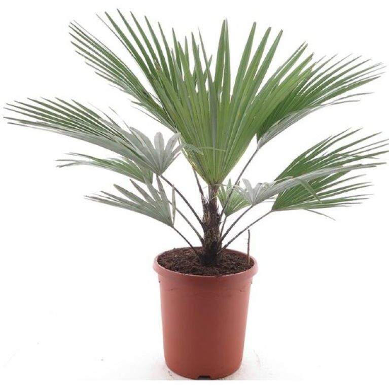 Hoya Krohniana Silver blad