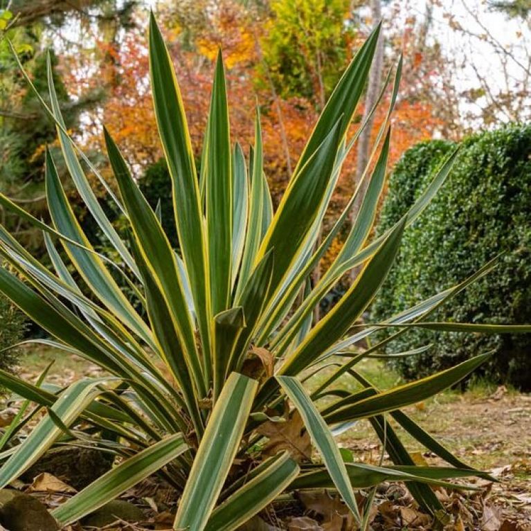 Scindapsus Treubii Dark plant