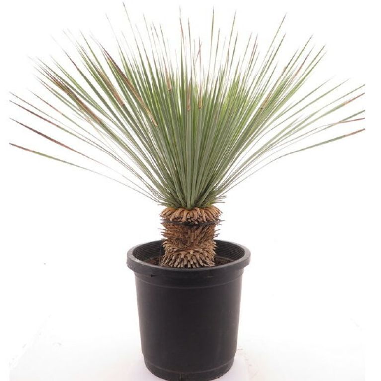 Monstera Siltepecana