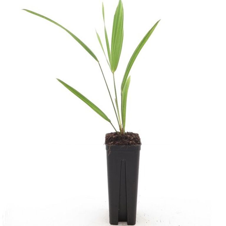 Philodendron Melanochrysum blad