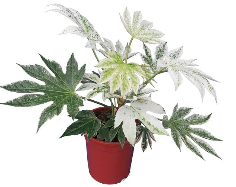 Scindapsus Treubii Dark plant