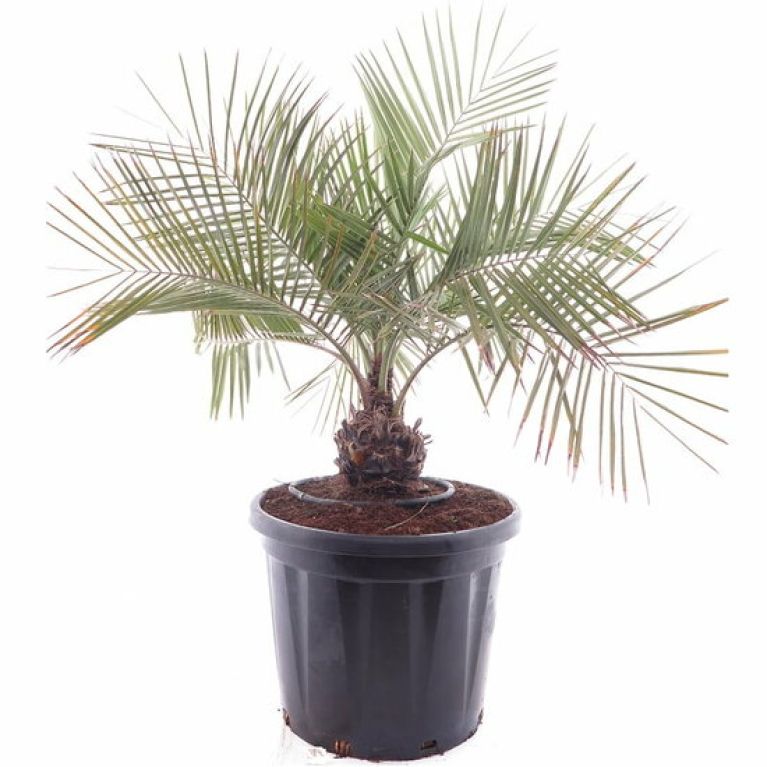 Epipremnum Pinnatum Global Green