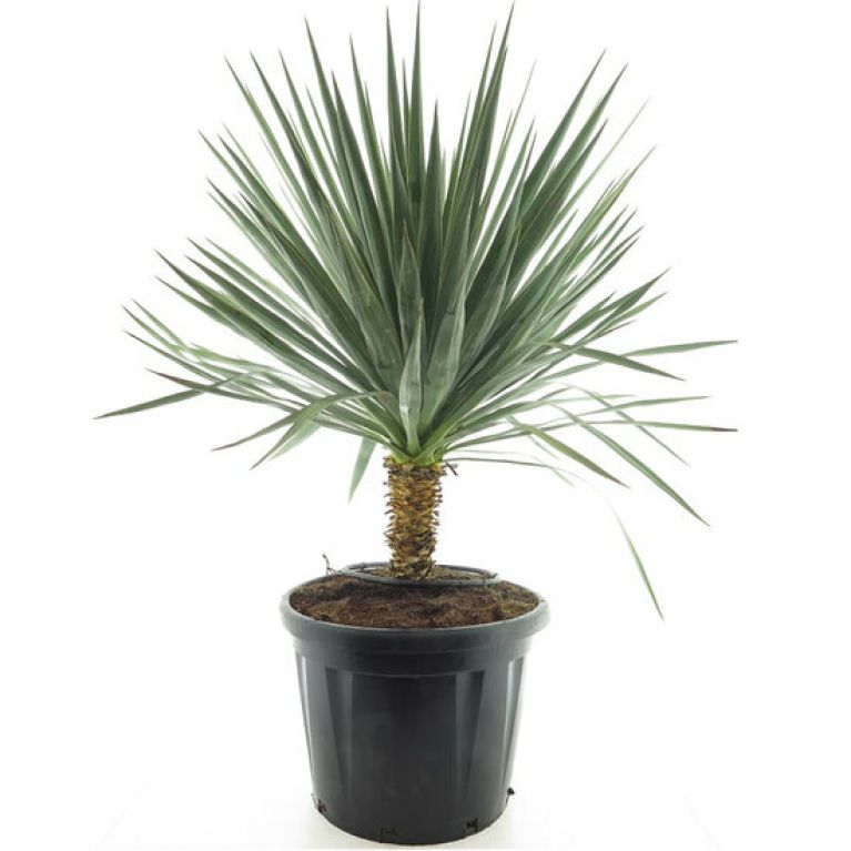 Scindapsus Treubii Dark