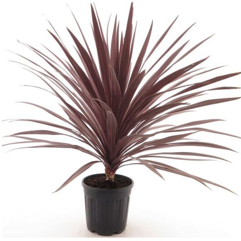 Alocasia Branchifolia Pink Passion blad