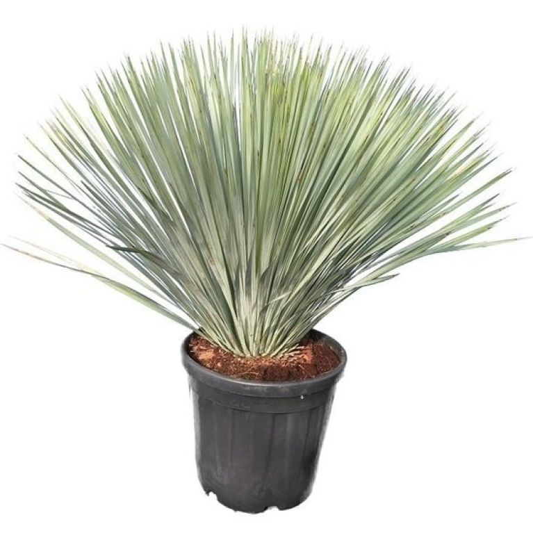 Scindapsus Treubii Dark