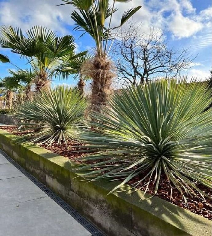 Anthurium Silver Blush