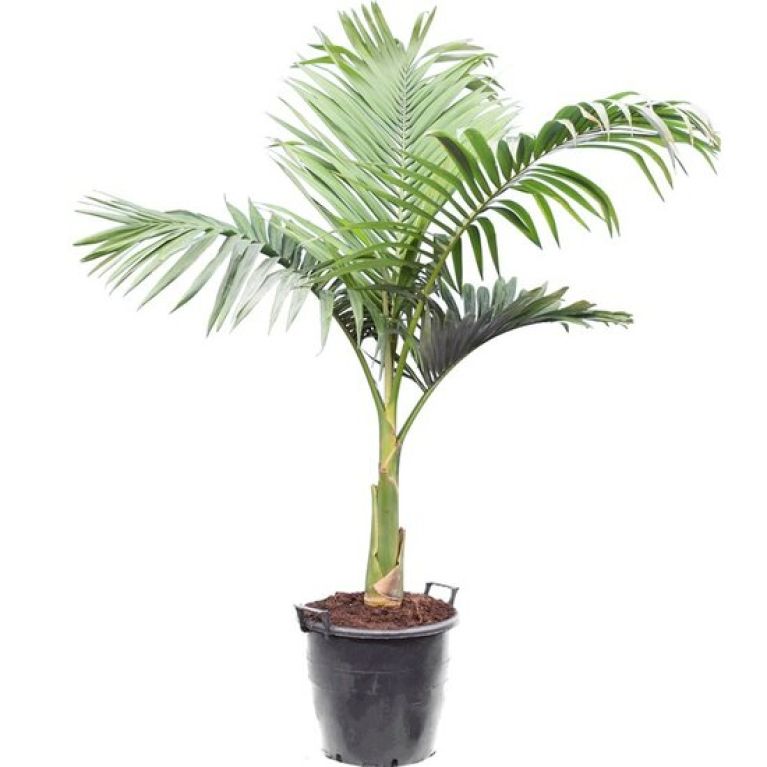 Epipremnum Pinnatum Global Green