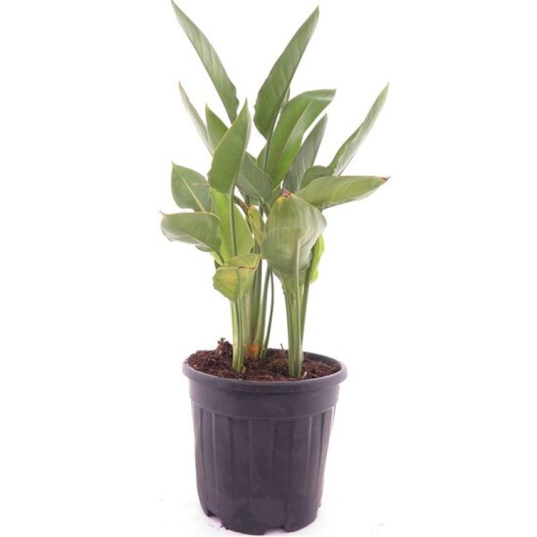 Monstera Siltepecana