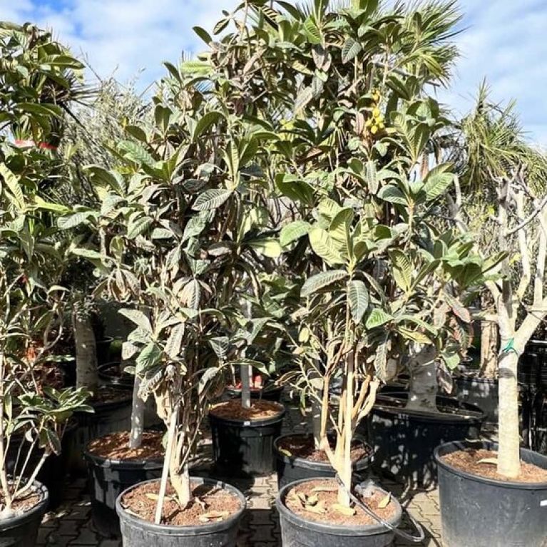 Scindapsus Treubii Dark