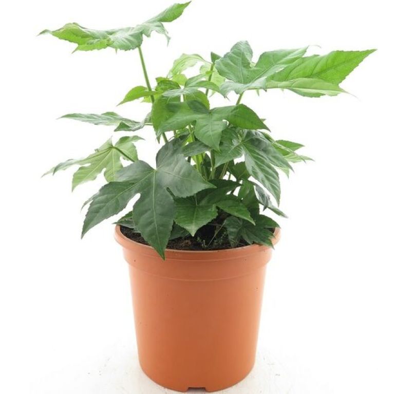 Alocasia Branchifolia Pink Passion blad