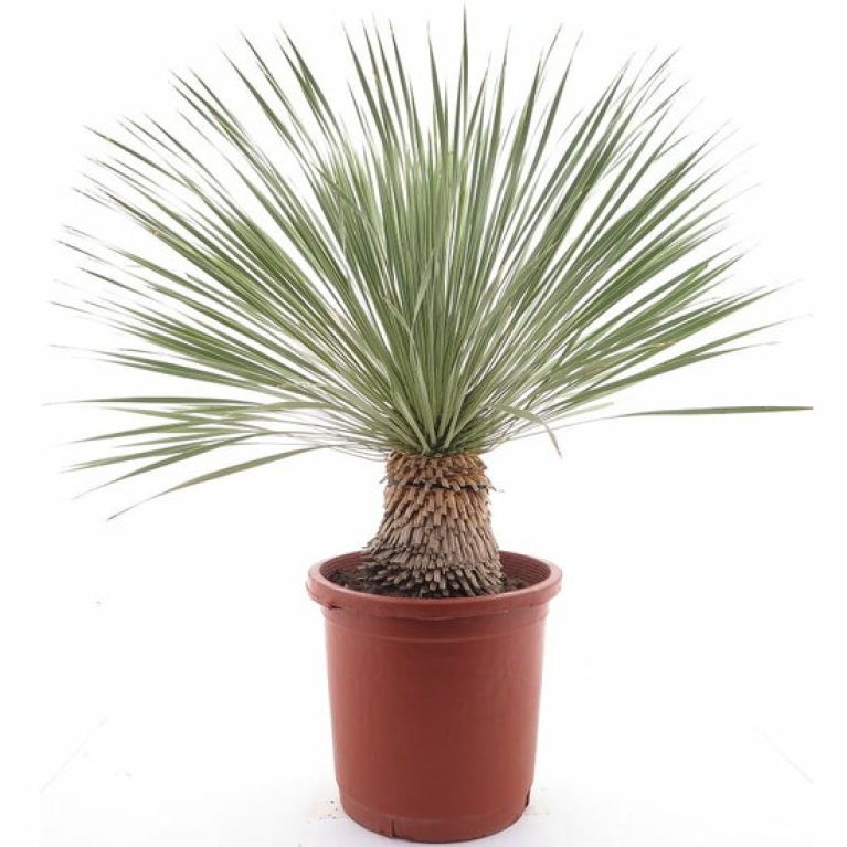 Epipremnum Pinnatum Global Green blad variegata