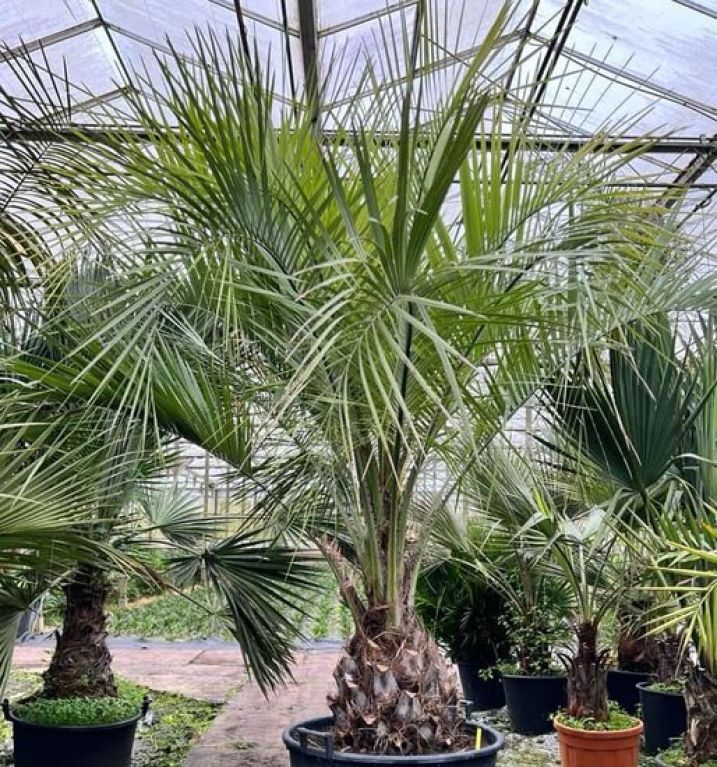 Syngonium Pink Splash