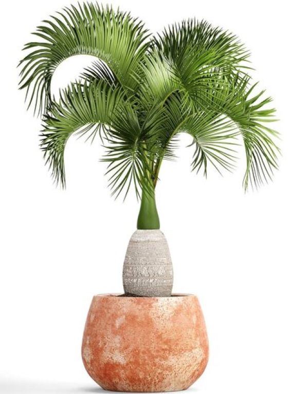 Monstera Siltepecana